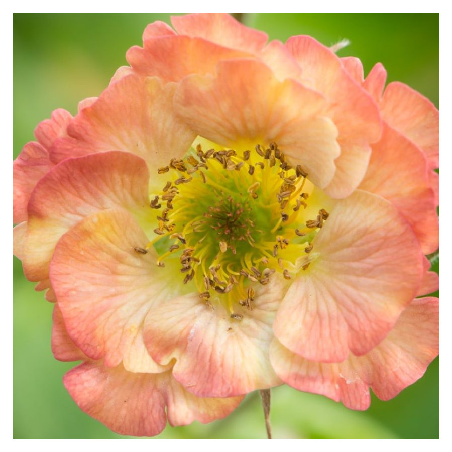 Geum Nonna Kuklik - Rosliny od Ogrodnika Szkółka Barcikowscy