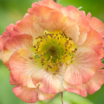 Geum Nonna Kuklik - Rosliny od Ogrodnika Szkółka Barcikowscy