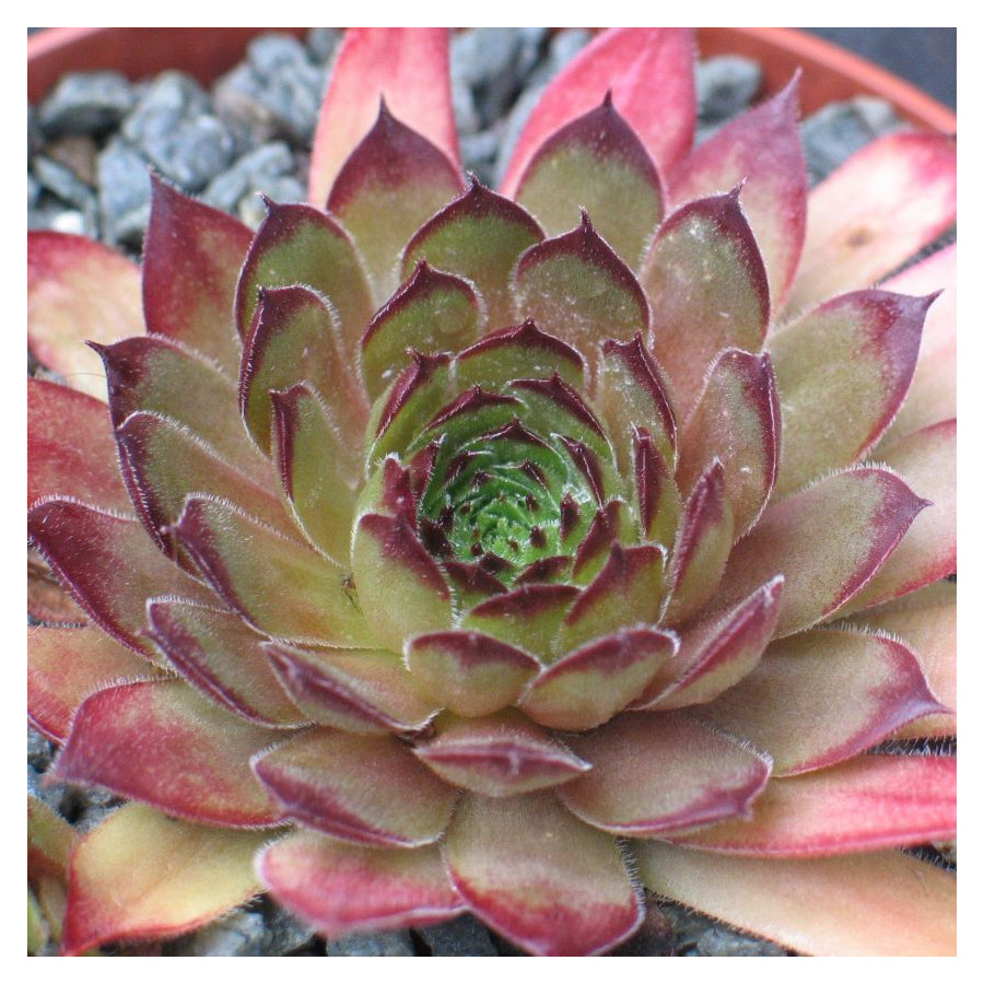 Sempervivum Olivia II Rojnik