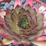 Sempervivum Olivia II Rojnik