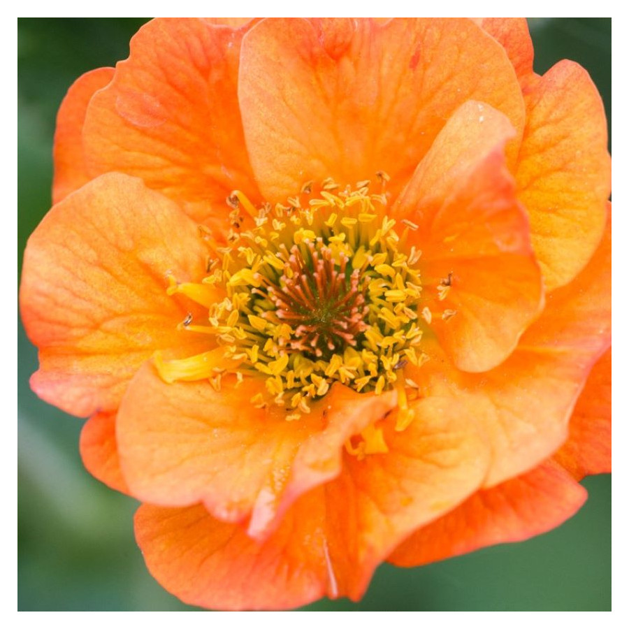 Geum Totally Tangerine- Rośliny od Ogrodnika Szkółka Barcikowscy