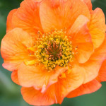 Geum Totally Tangerine- Rośliny od Ogrodnika Szkółka Barcikowscy