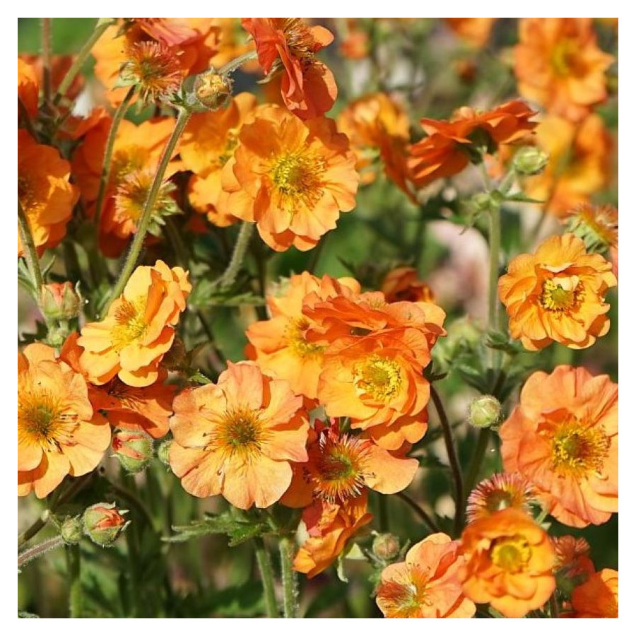 Geum Totally Tangerine- Rośliny od Ogrodnika Szkółka Barcikowscy