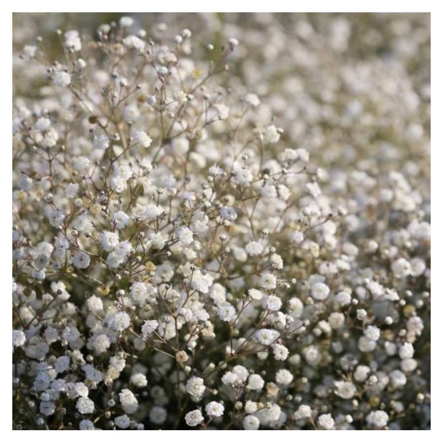 Gypsophila Festival White Flare Gipsówka - Rośliny od Ogrodnika Szkółka Barcikowscy