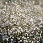 Gypsophila Festival White Flare Gipsówka - Rośliny od Ogrodnika Szkółka Barcikowscy