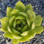 Sempervivum Olivette Rojnik