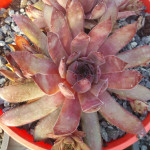 Sempervivum Olga Rojnik