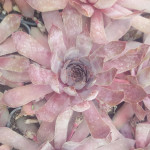 Sempervivum Old Copper Rojnik