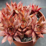 Sempervivum Old Copper