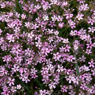 Gypsophila repens Knuddel...