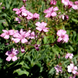 Gypsophila repens Knuddel...