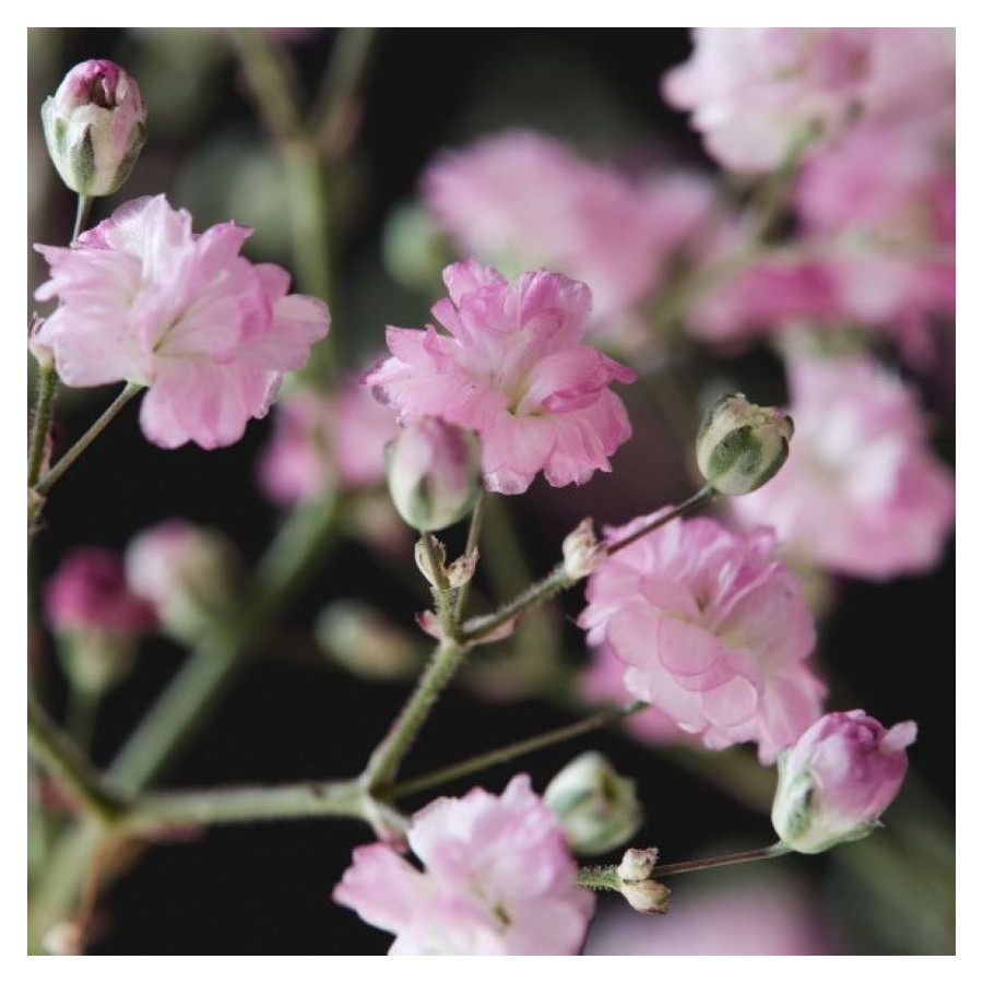 Gypsophila repens Pink Wedding Gipsówka rozesłana