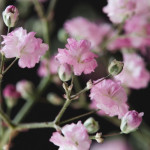 Gypsophila repens Pink...