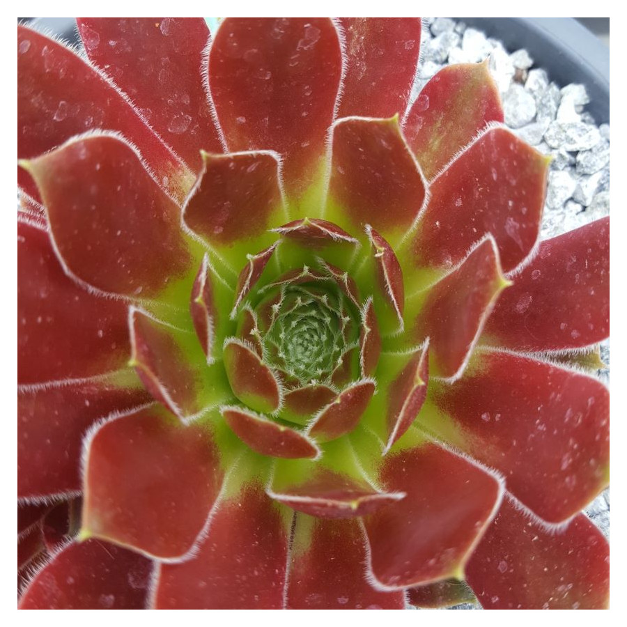 Sempervivum Ohioan Rojnik