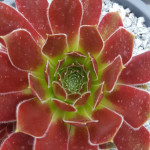 Sempervivum Ohioan Rojnik