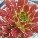 Sempervivum Ohioan Rojnik