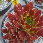 Sempervivum Ohioan Rojnik