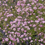 Gypsophila repens Pink Wedding Gipsówka rozesłana