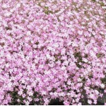 Gypsophila repens Pink Wedding Gipsówka rozesłana