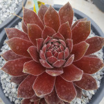 Sempervivum Ohio Burgundy...