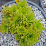 Sempervivum Odette Rojnik