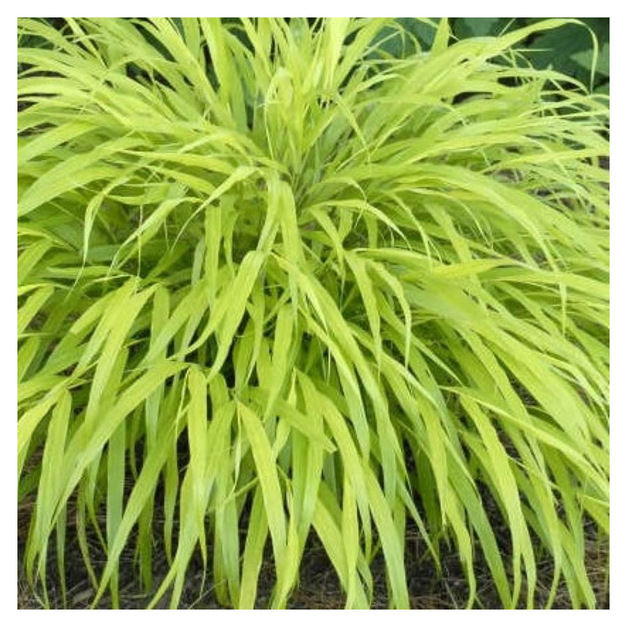 Hakonechloa macra All Gold Hakonechloa smukła- Rośliny od Ogrodnika Szkółka Barcikowscy