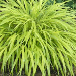 Hakonechloa macra All Gold Hakonechloa smukła- Rośliny od Ogrodnika Szkółka Barcikowscy