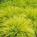 Hakonechloa macra All Gold Hakonechloa smukła- Rośliny od Ogrodnika Szkółka Barcikowscy