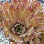 Sempervivum Nowlle Rjonik