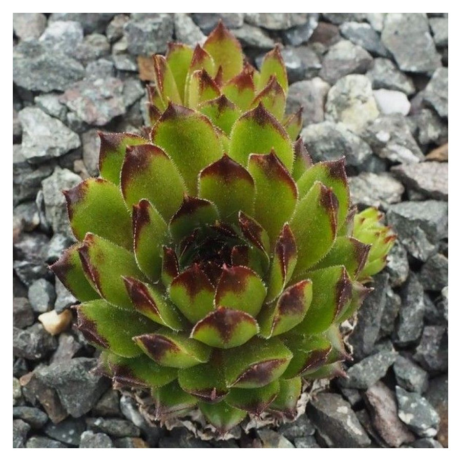 Sempervivum Novalis Rojnik