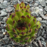 Sempervivum Novalis Rojnik