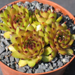 Sempervivum Novalis Rojnik