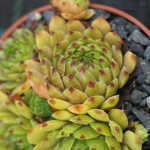 Sempervivum Novalis Rojnik