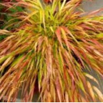 Hakonechloa macra Beni Kaze Hakonechloa smukła- Rośliny od Ogrodnika Szkółka Barcikowscy