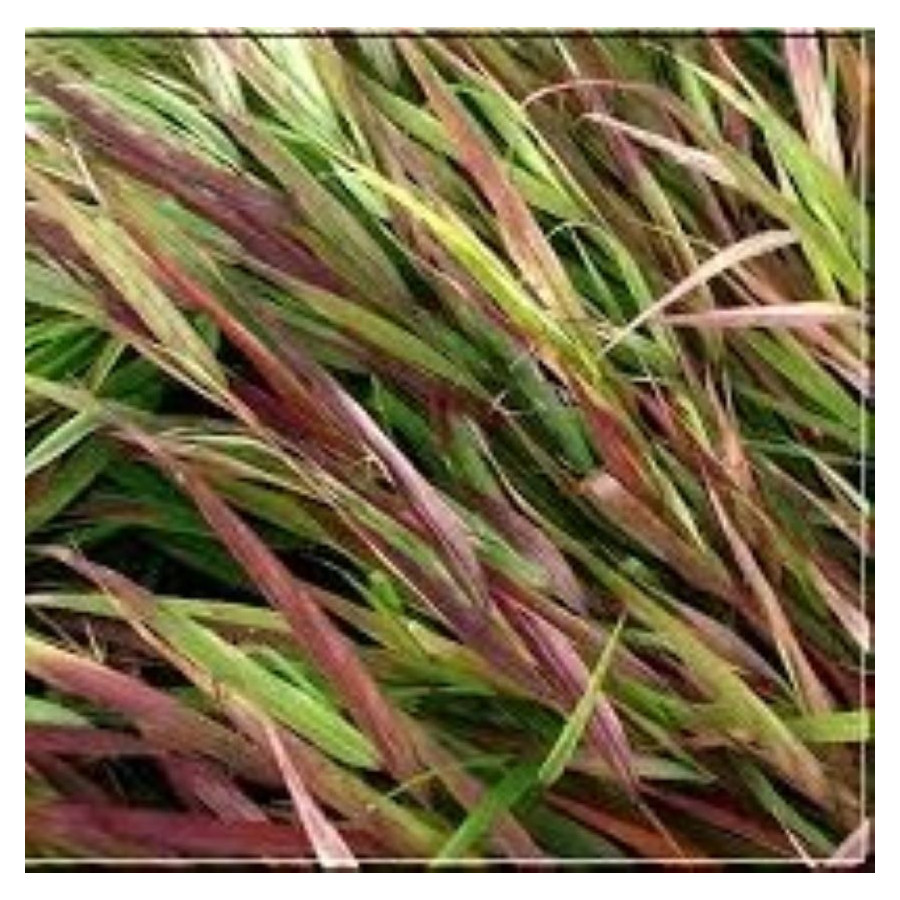 Hakonechloa macra Beni Kaze Hakonechloa smukła- Rośliny od Ogrodnika Szkółka Barcikowscy