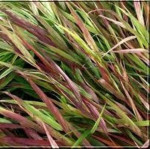 Hakonechloa macra Beni Kaze Hakonechloa smukła- Rośliny od Ogrodnika Szkółka Barcikowscy