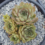 Sempervivum North  Leight...