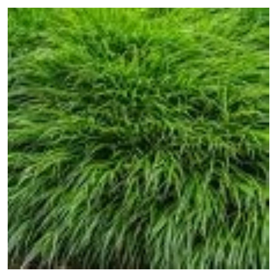 Hakonechloa macra Greenhills Hakonechloa smukła- Rośliny od Ogrodnika Szkółka Barcikowscy