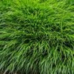 Hakonechloa macra Greenhills Hakonechloa smukła- Rośliny od Ogrodnika Szkółka Barcikowscy