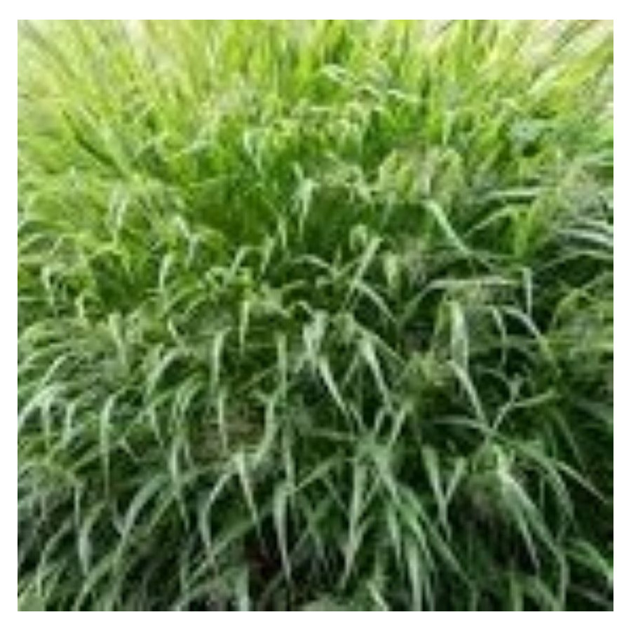 Hakonechloa macra Greenhills Hakonechloa smukła- Rośliny od Ogrodnika Szkółka Barcikowscy