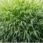 Hakonechloa macra Greenhills Hakonechloa smukła- Rośliny od Ogrodnika Szkółka Barcikowscy