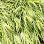 Hakonechloa macra Stripe It...