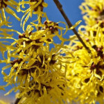 Hamamelis intermedia Arnold...