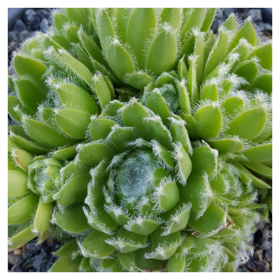 Sempervivum Nobbe Rojnik