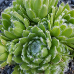 Sempervivum Nobbe Rojnik