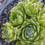 Sempervivum Nobbe Rojnik