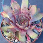 Sempervivum Nicole Rojnik