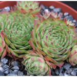 Sempervivum Nico Rojnik