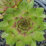 Sempervivum Nevadense Rojnik