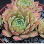 Sempervivum Neptune Rojnik